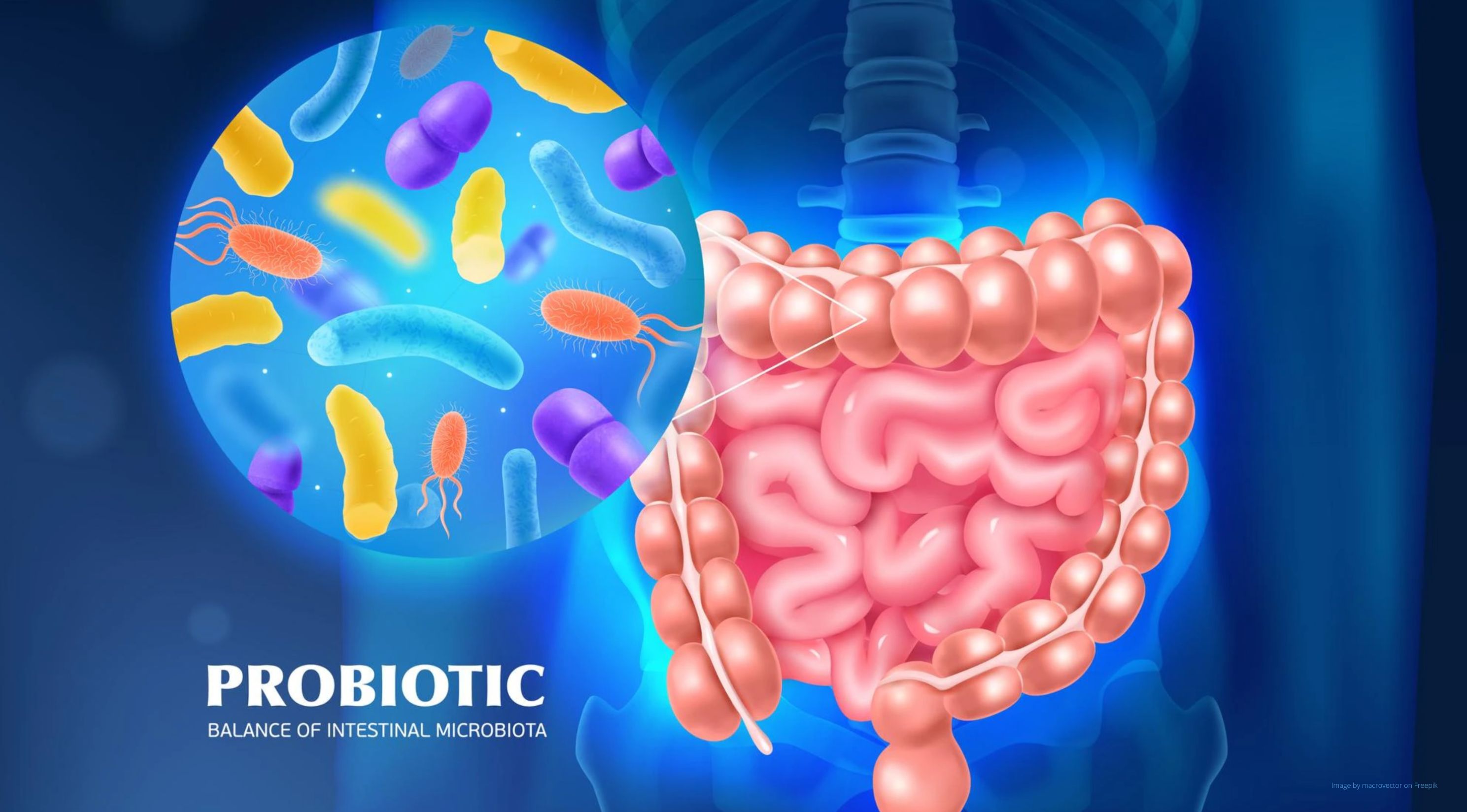 Grafika przedstawiająca probiotyki w żołądku